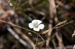 Oneflower stitchwort